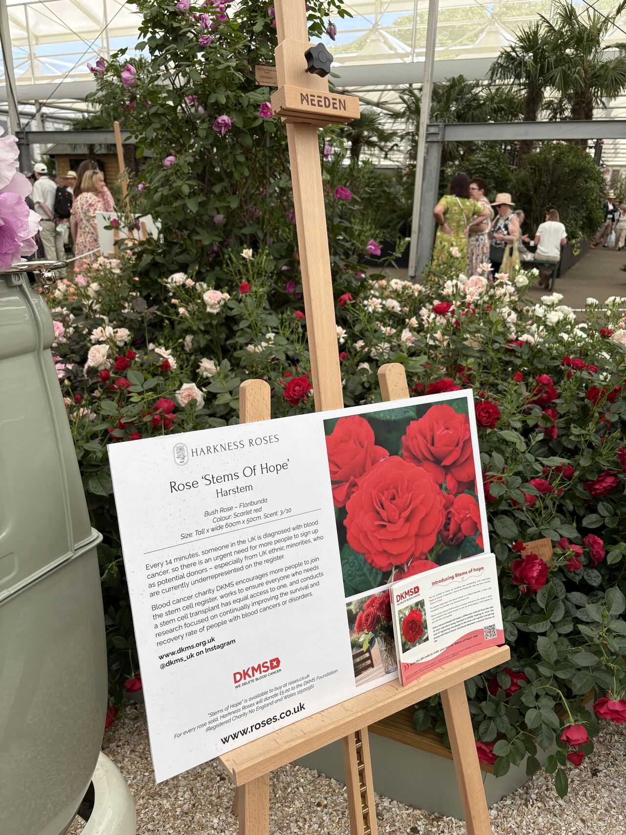 DKMS partners with Harkness Roses for the Stems of Hope Rose at the Chelsea Flower Show 2026