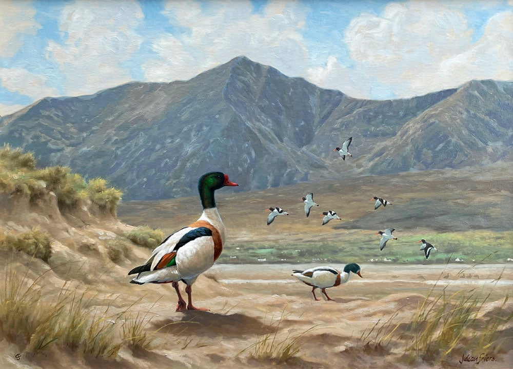 Killarney Art Gallery painting by Julian Friers of Shellducks at Mount Brandon