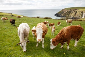 Visit West Cork Farm Tours with Discover Ireland