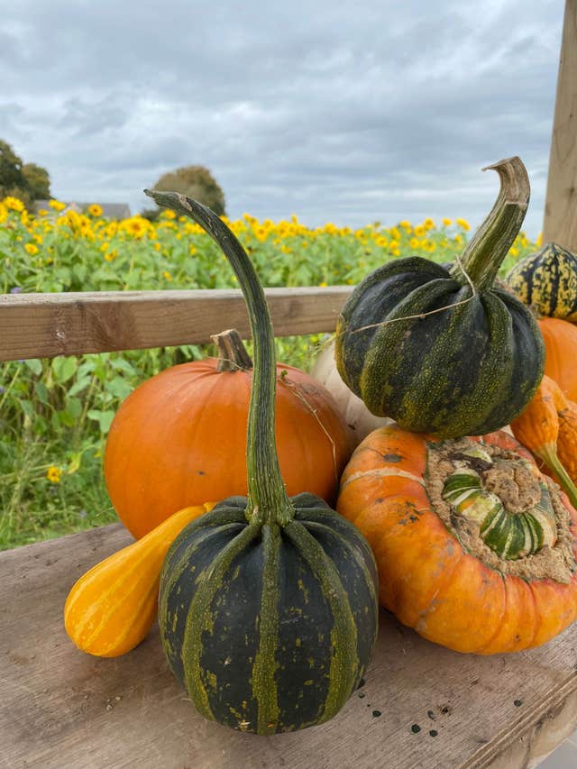 Alright Pumpkin, Meath