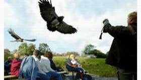 Visit Eagles Flying - Irish Raptor Research Centre with Discover Ireland