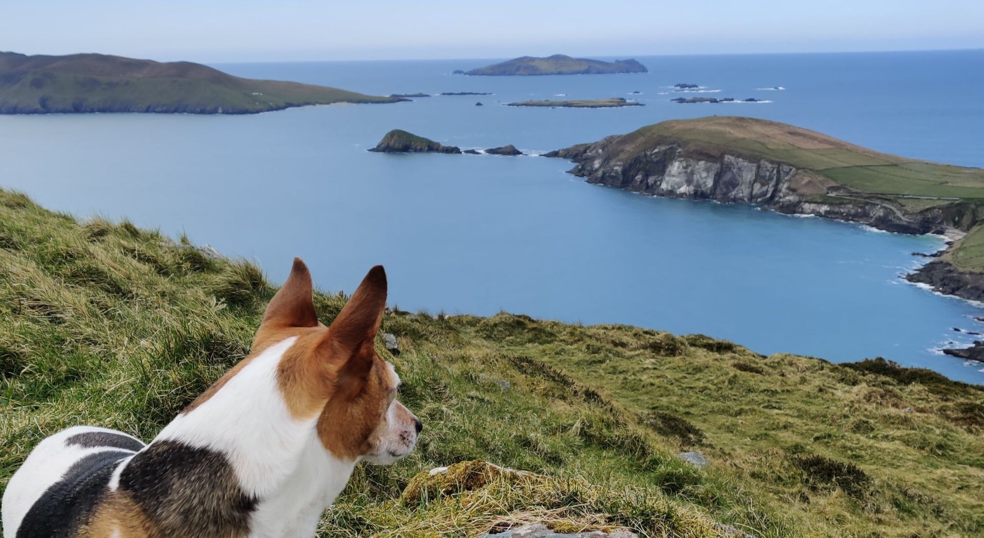 A little dog standing on grass looking out the sea with cliffs and islands in view