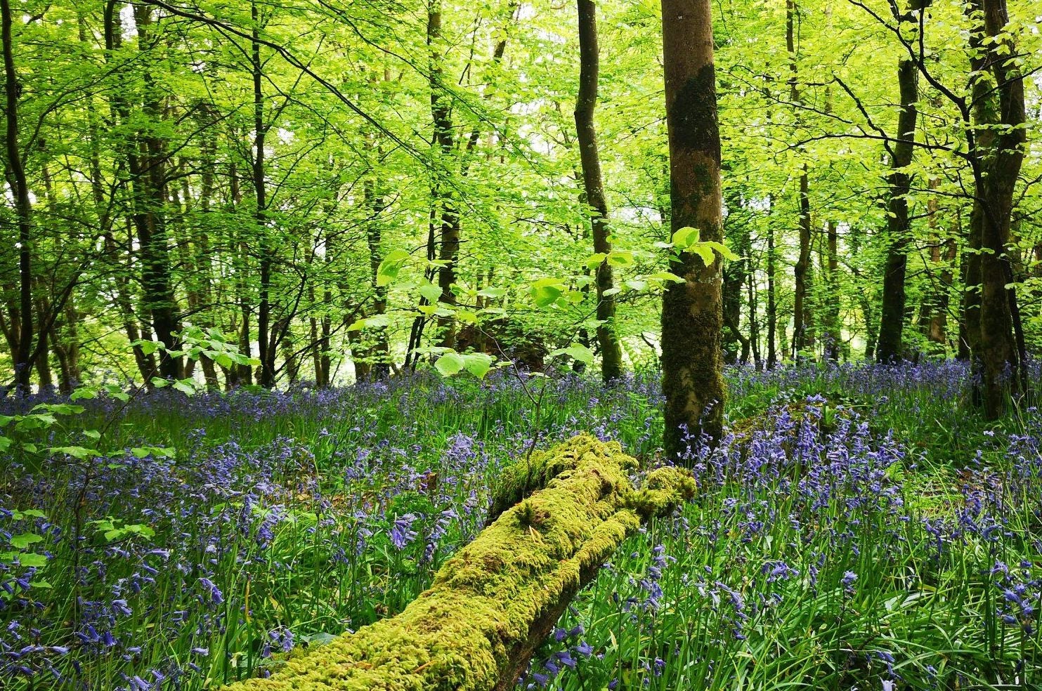 In a woods at spring time with bluebells in bloom and pale green spring leaves on the trees