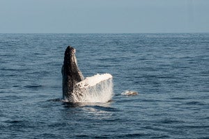 Picture of Whale