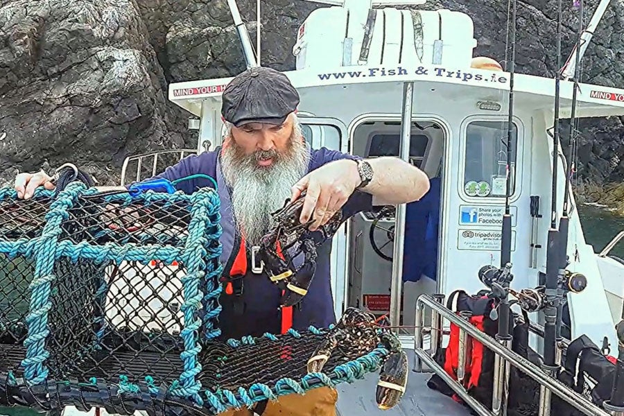 Image of fisherman opening a lobster pot and taking out a lobster by hand