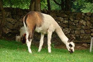 Stonehall Wildlife Park