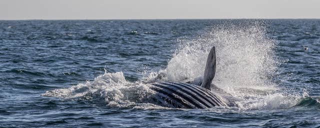 Whale Watch West Cork