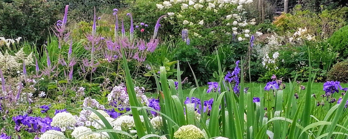 A row of colourful flowers overlooking a garden
