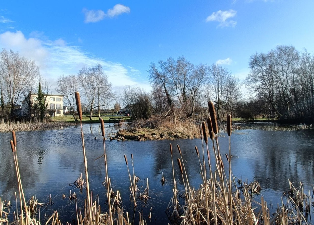 View of Cabragh Wetlands with reeds