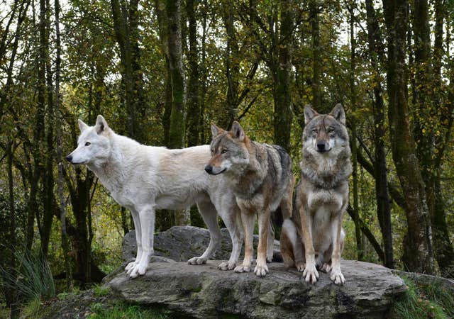 Wild Ireland