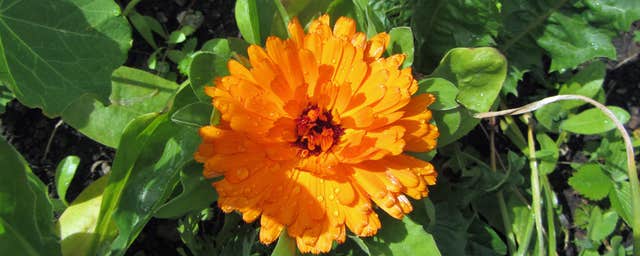 Dr Clare Apothecary and Clinic Herb Walk