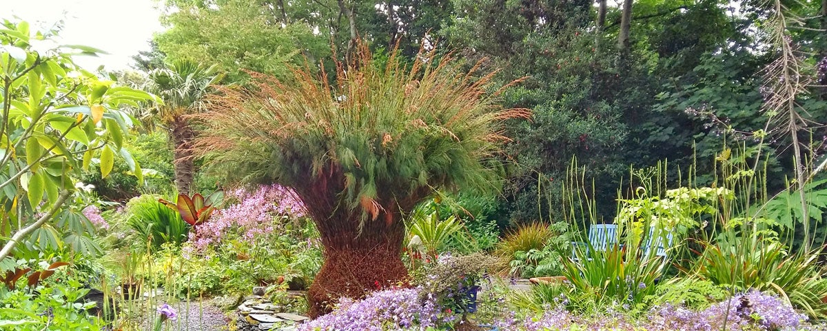 A tropical tree with feathery leaves surrounded by a mix of leafy plants