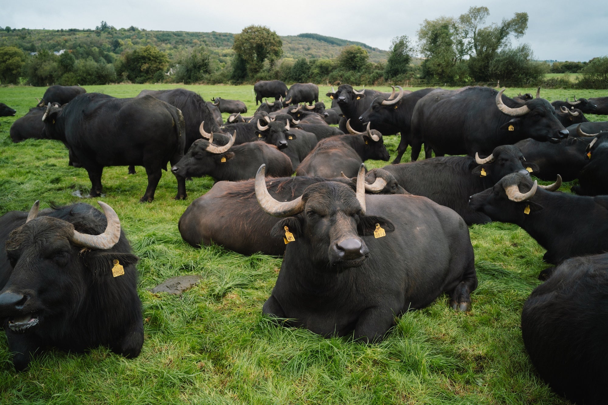 Buffalo from Macroom Buffalo Farm in Co Cork
