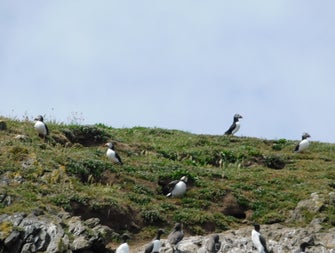Five watchful puffins on rocky land