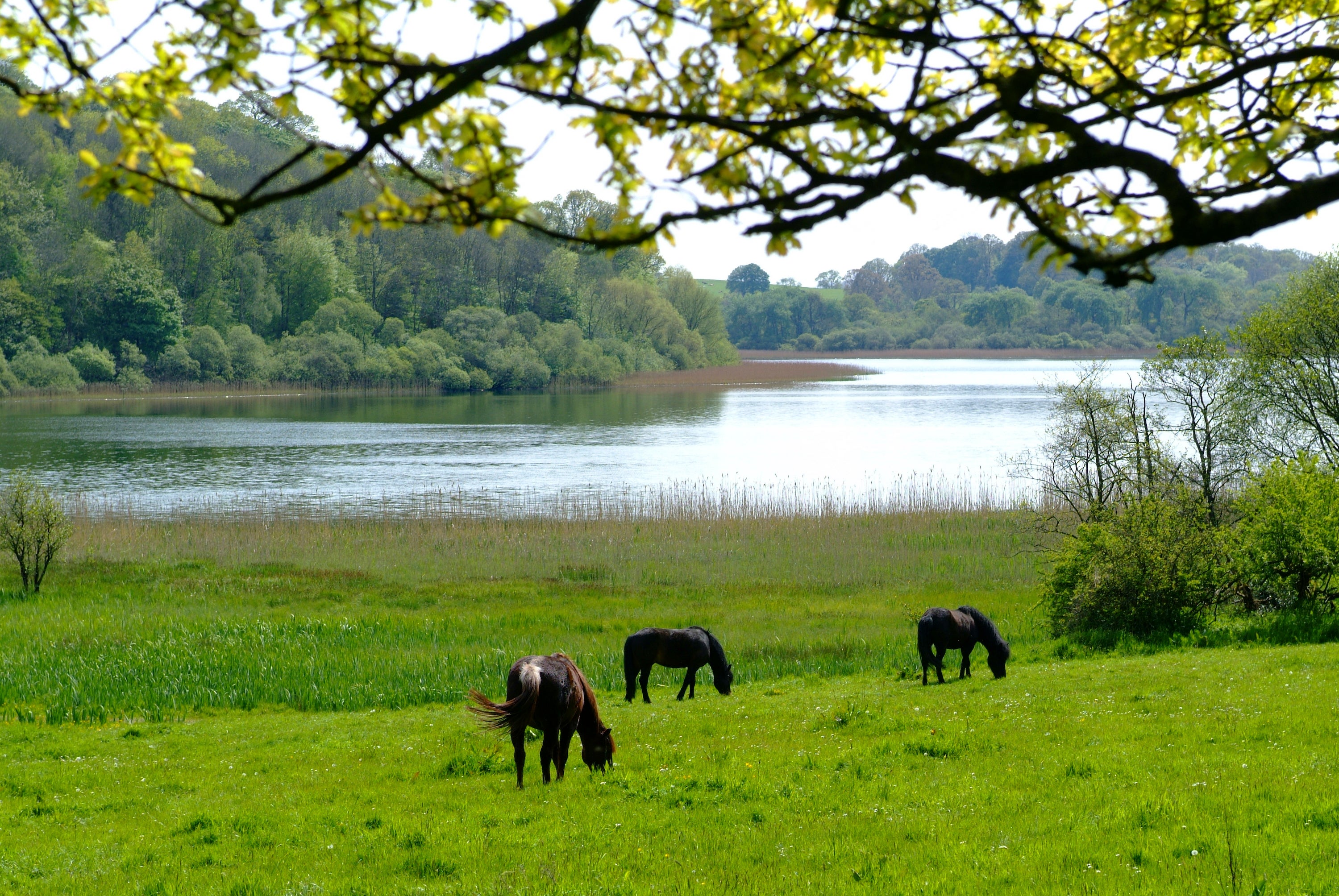 Horses at Castle Leslie Estate.
