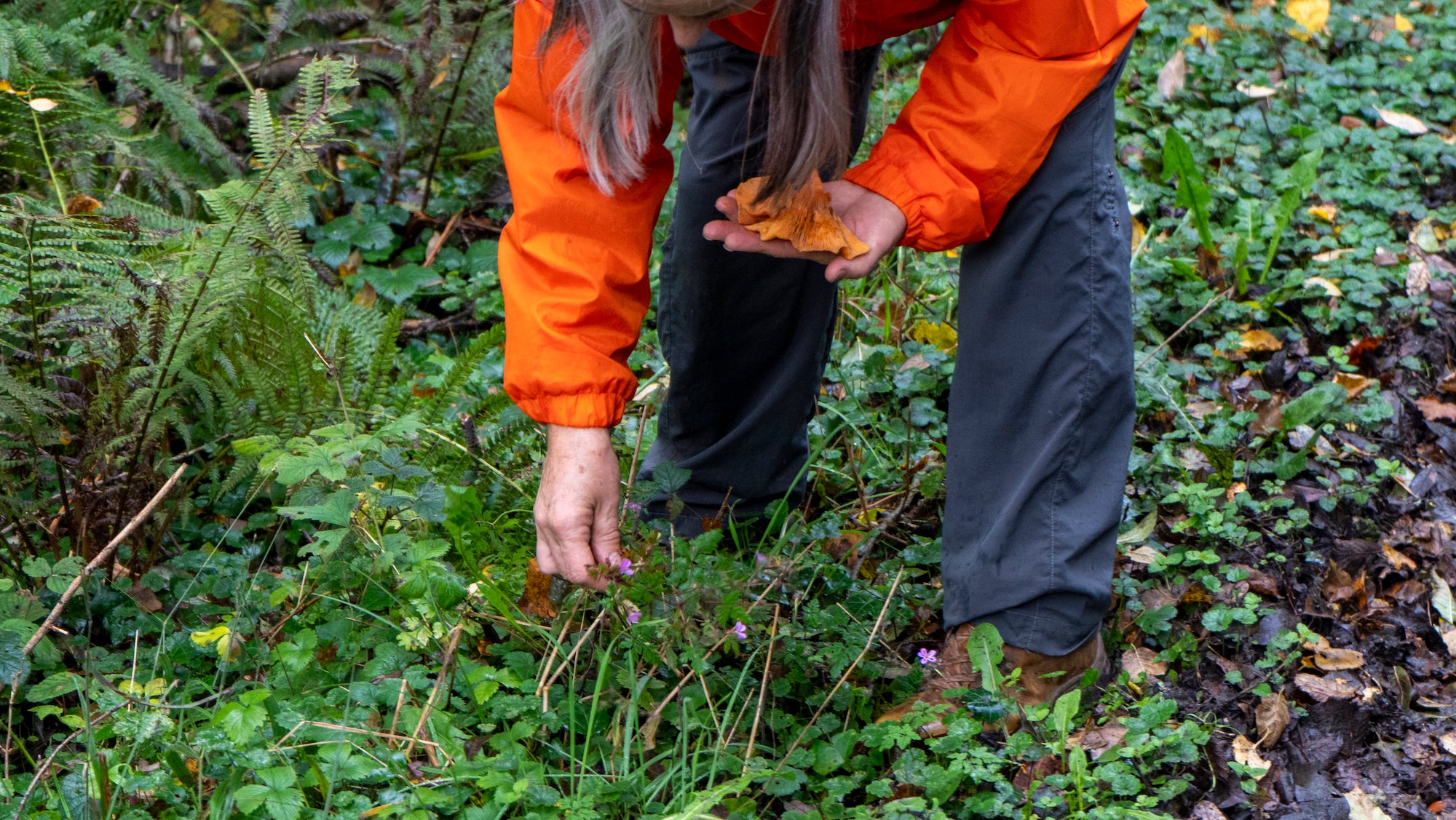 A woman foraging with Wild Food Mary in Co Offaly