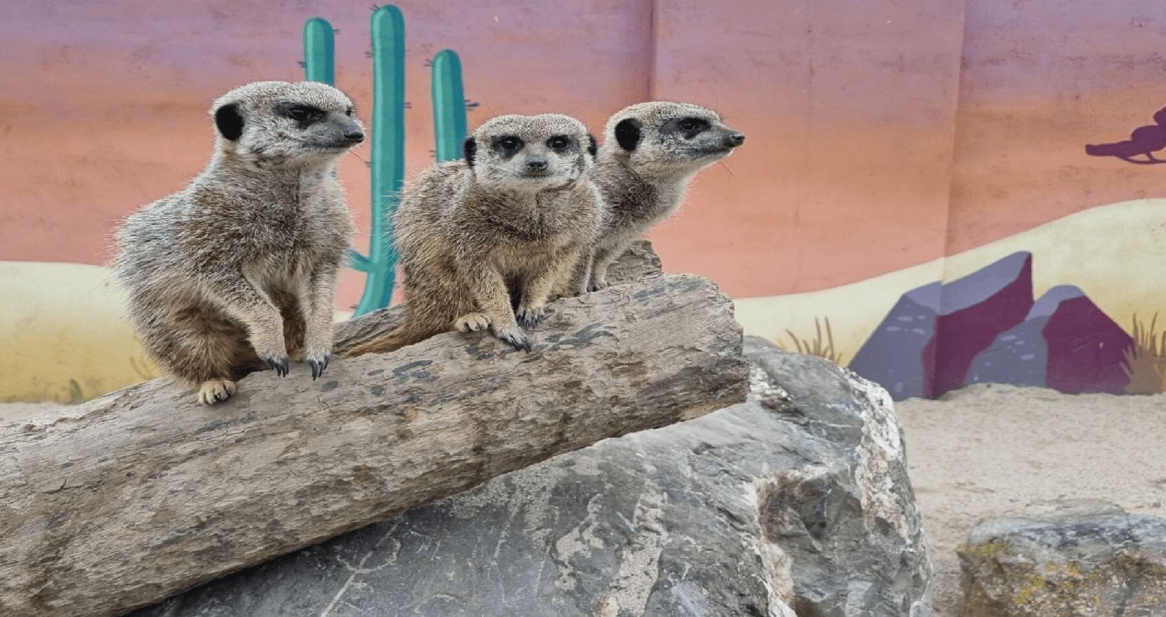 Three lemurs sitting on a log