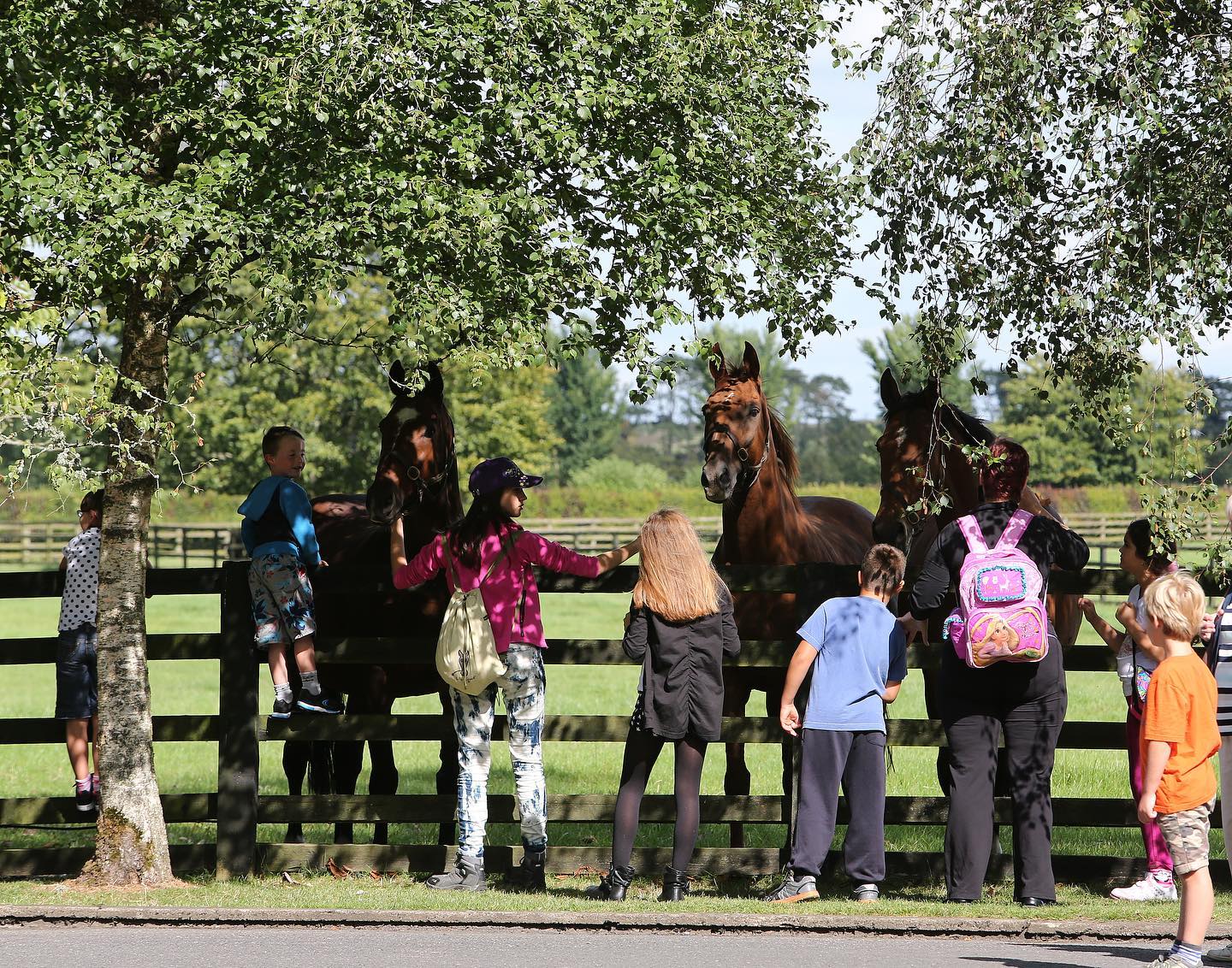 People petting horses at the Irish National Stud and Japanese Gardens, Co Kildare