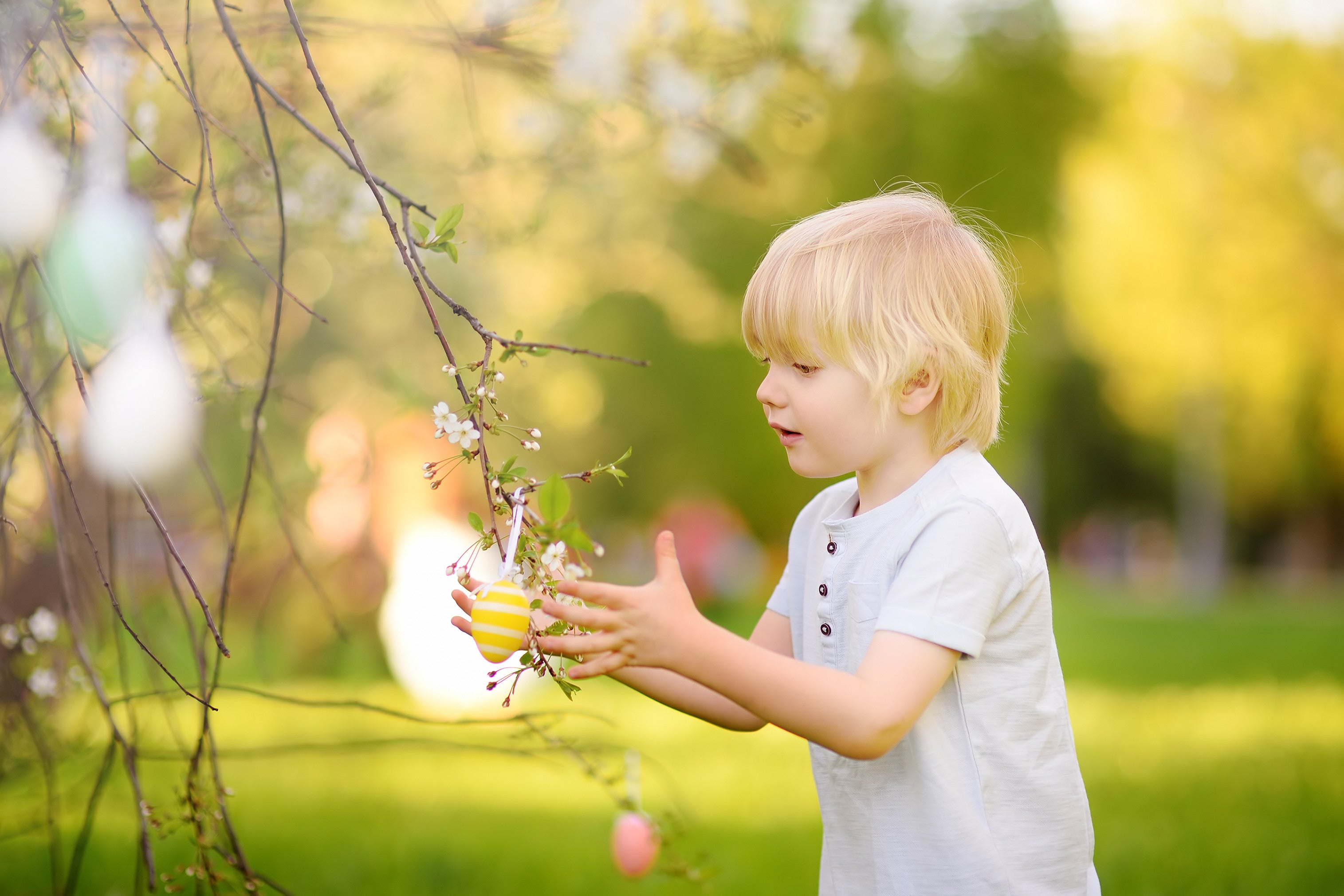 Boy looking at Egg hanging on Cherry Blossom Tree