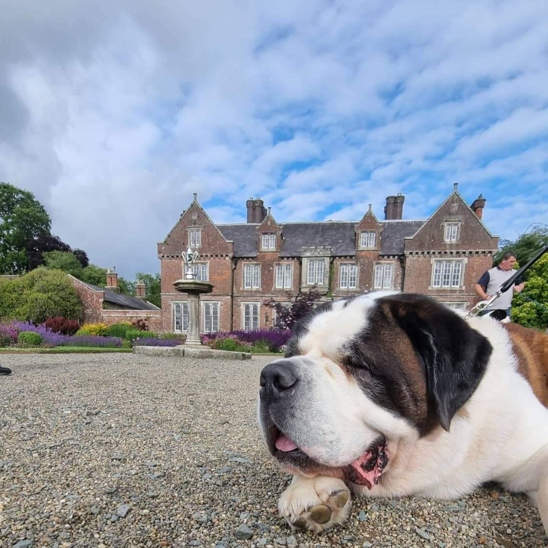 A Doggie Day Out is coming to Wells House & Gardens! On Sunday 5th July enjoy  a fun-filled celebration of our canine companions, with the Saint Bernard Club of Ireland Championship Show. A tail-wagging day for dogs & their humans alike!