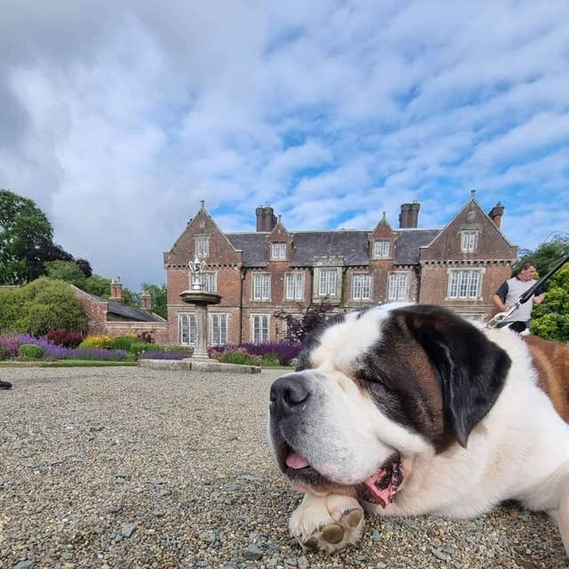 Wells House and Gardens Doggie Day Out