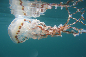 Image of jellyfish