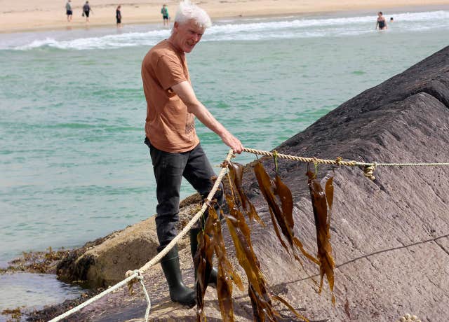 Atlantic Irish Seaweed