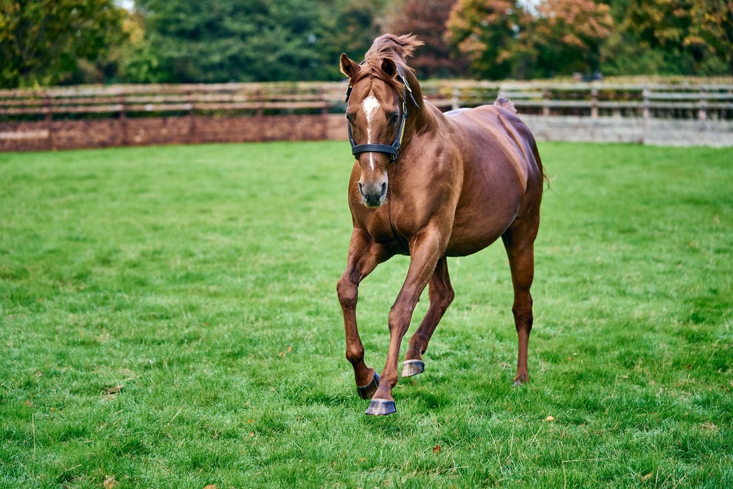 A view of a racehorse galloping in an enclosed grassy arena at Coolmore Stud