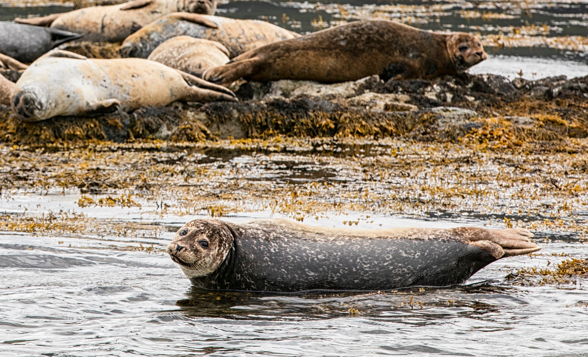 Seals in Co Kerry