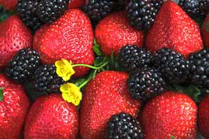 Malone's Fruit Farm