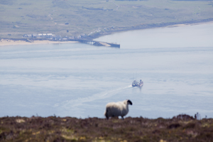 Image of sheep and Magilligan Point View