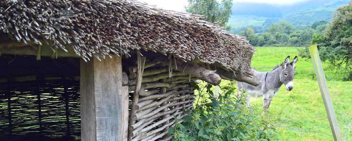 A donkey stands next to a ringfort in a field