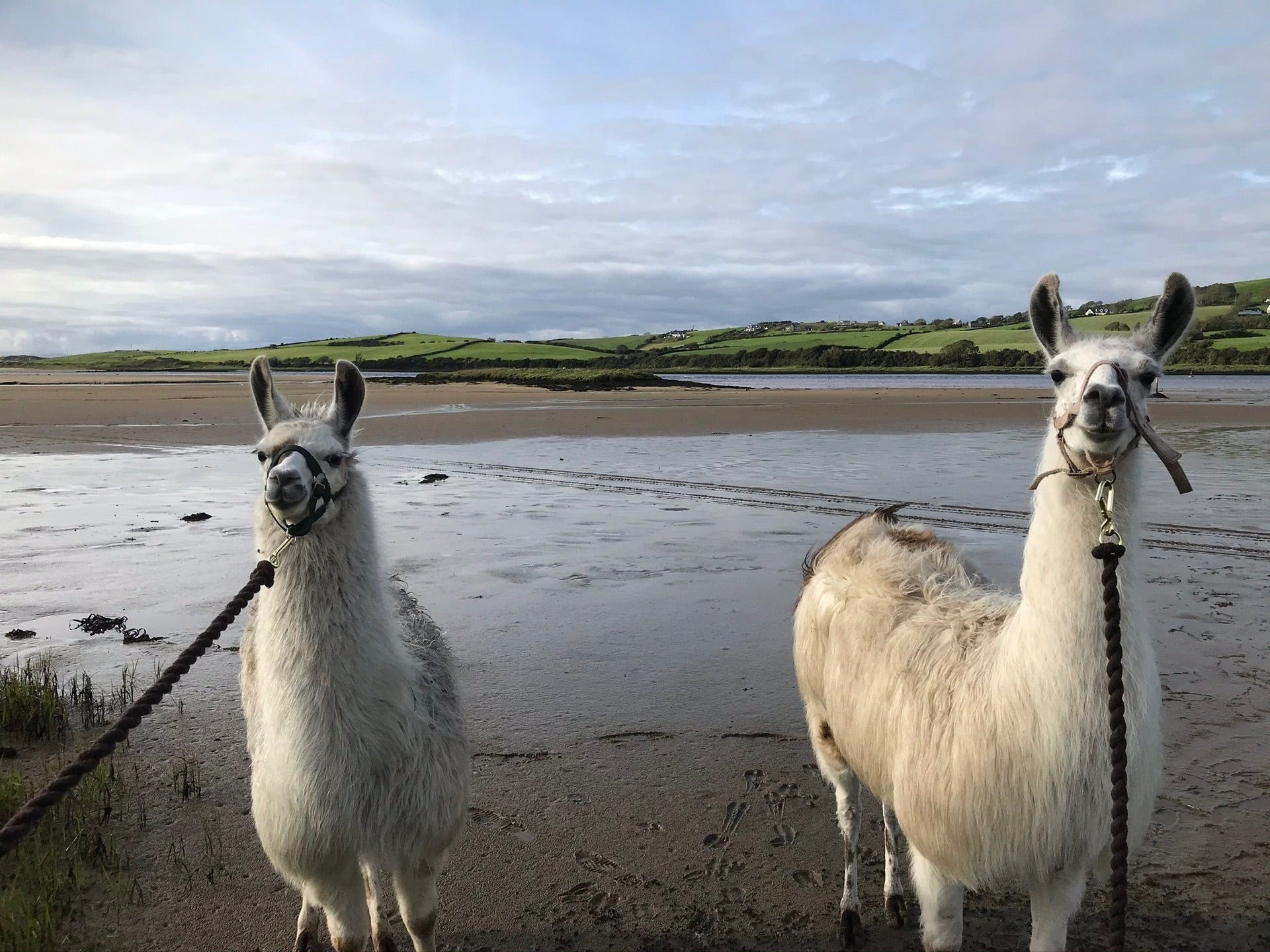 Two white llamas guided by a leash walk along a beach