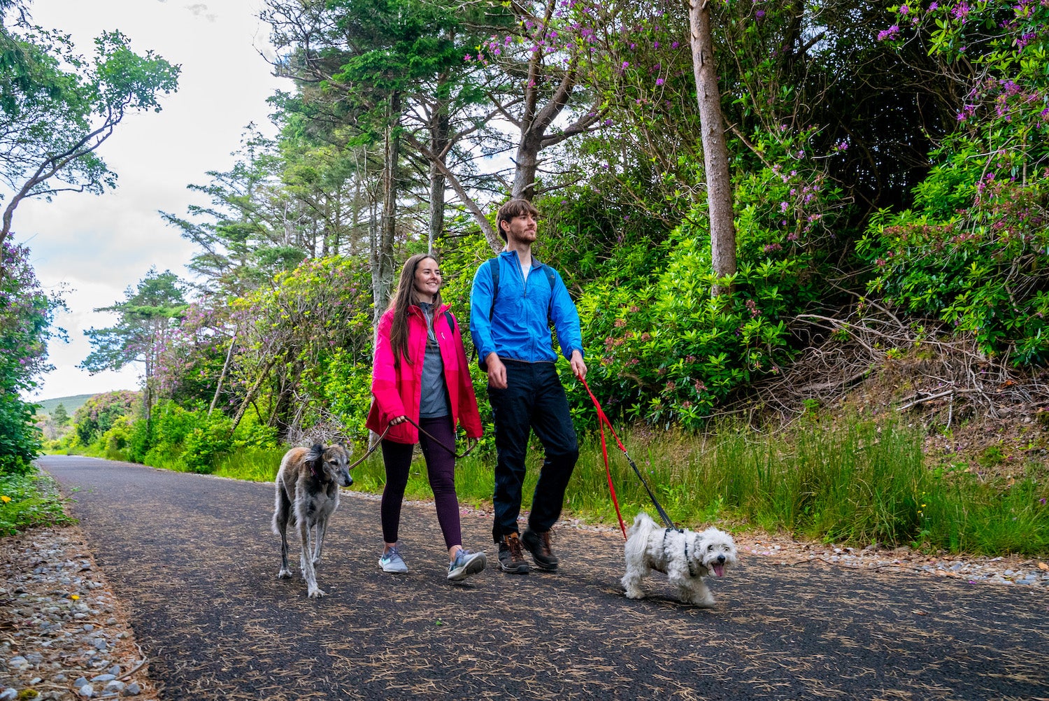 Image of Discover the best dog-friendly places in Ireland