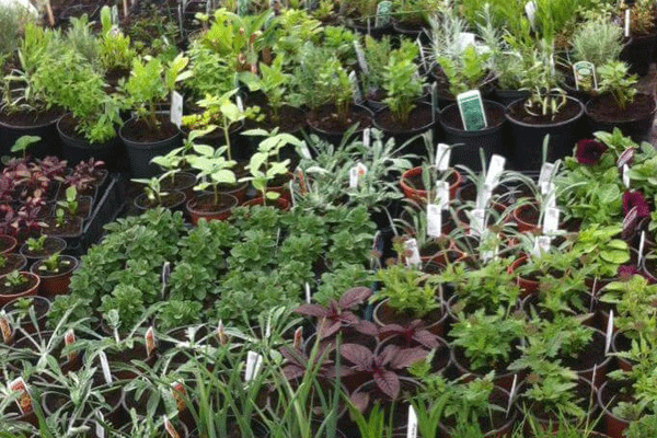 Pots of herbs for sale at Greta's Herbs