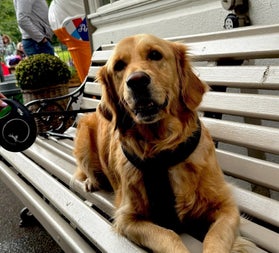 A golden retriever dog relaxing on a park bench at a tea room