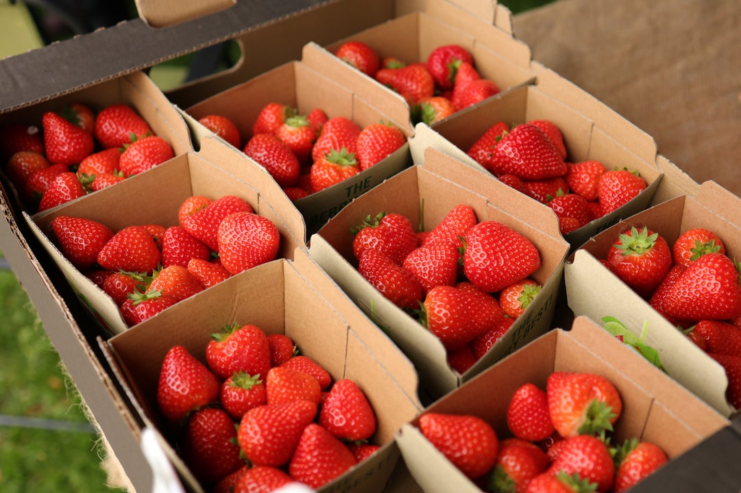 Many small cardboard punnets containing strawberries
