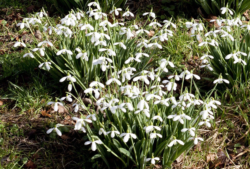 Clusters of tiny white flowers growing.