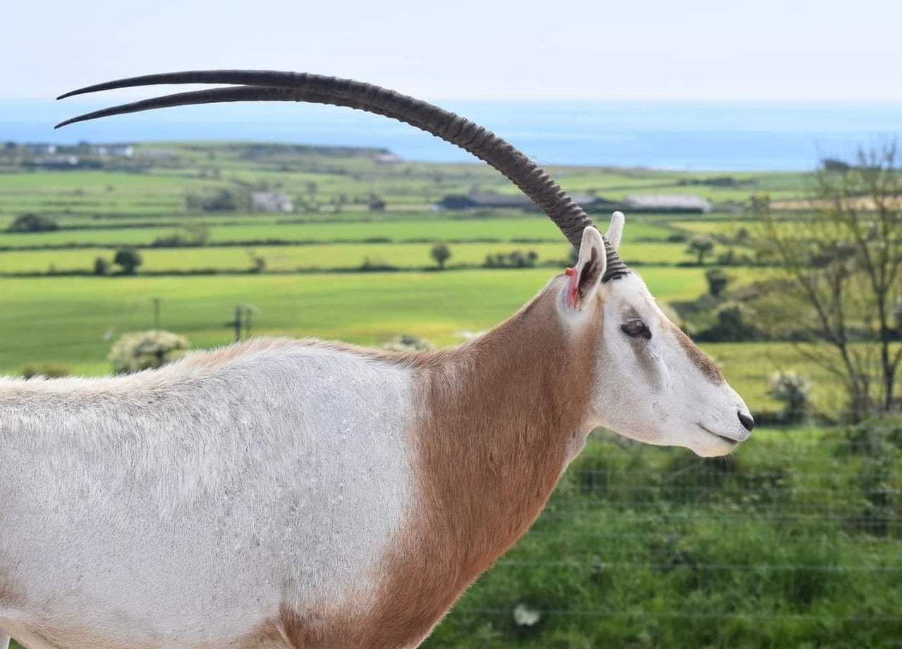 A scimitar horned oryx standing in a field