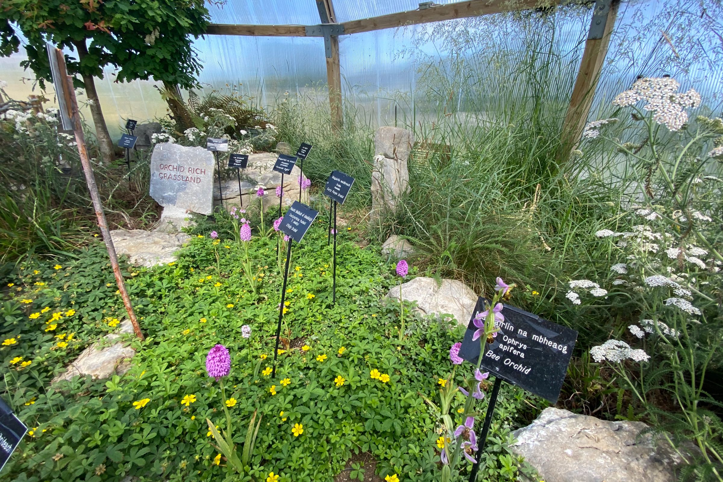 Image of the Burren Nature Sanctuary in County Clare