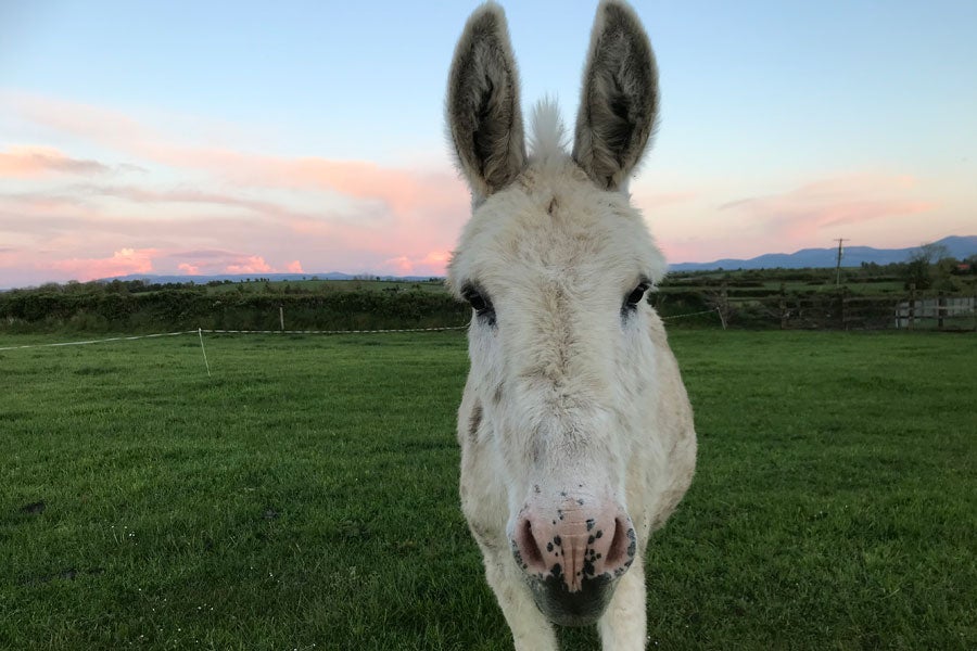A white donkey posing for the camera on Marlhill Open Farm
