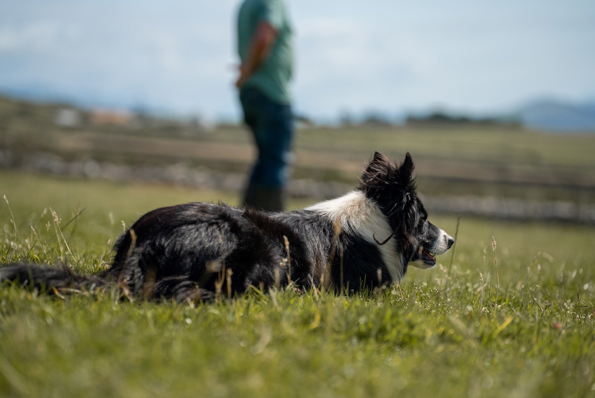 A border collie sheepdog