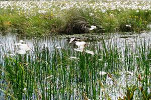Clara Bog and Mongan Bog