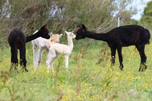Loop Head Alpacas