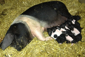 Burren Free Range Pork Farm