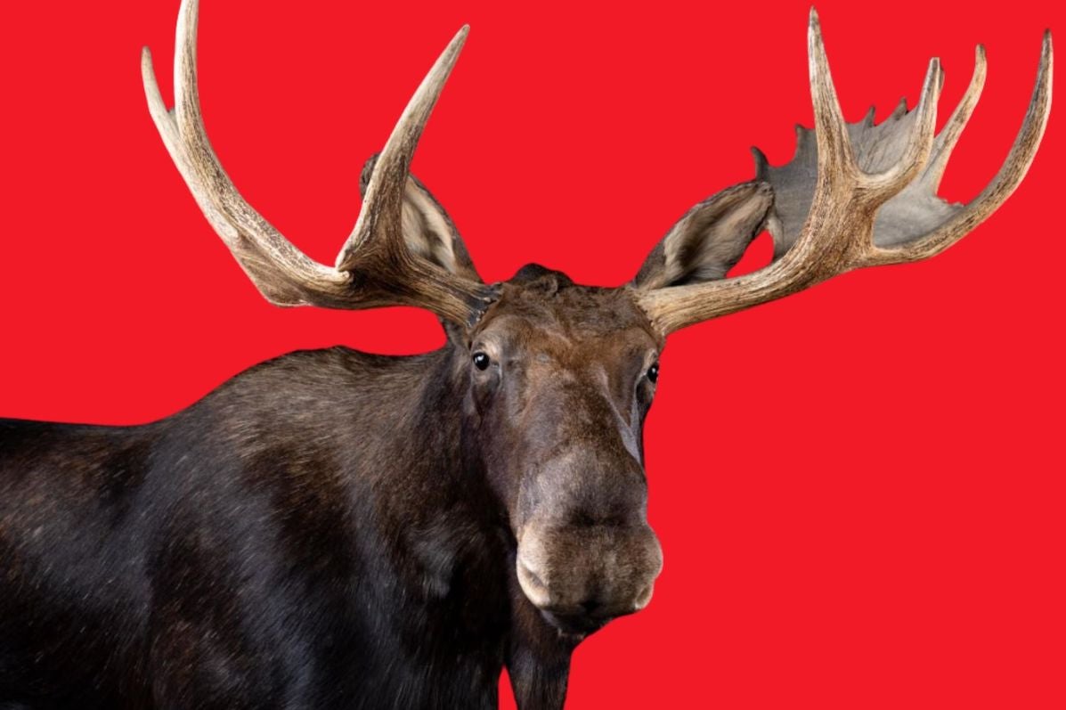 A moose (Alces alces) on display in the Dead Zoo Lab