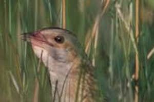 The Barony Of Erris Birdwatching