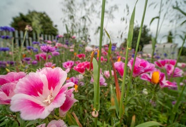 Close up image of pink yellow and purple flowers