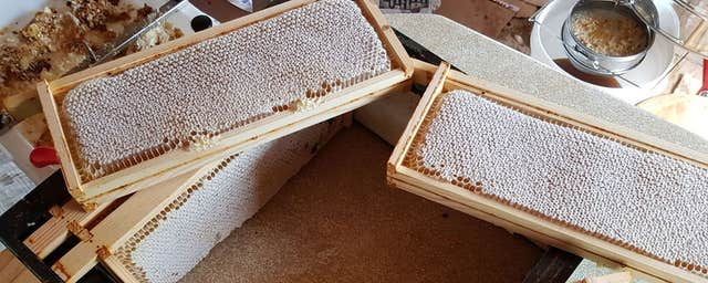 Killarney Bee Walks and Honey