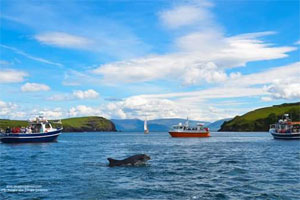 Dingle Dolphin tours – Harbour Cruise